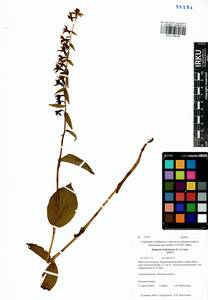 Epipactis helleborine (L.) Crantz, Siberia, Baikal & Transbaikal region (S4) (Russia)