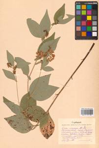 Vicia unijuga A.Braun, Siberia, Russian Far East (S6) (Russia)