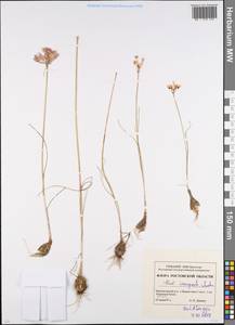 Allium inaequale Janka, Eastern Europe, Rostov Oblast (E12a) (Russia)