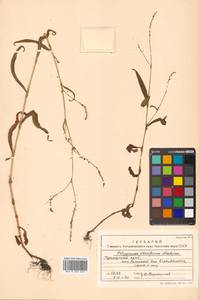 Persicaria viscofera (Makino) H. Gross, Siberia, Russian Far East (S6) (Russia)