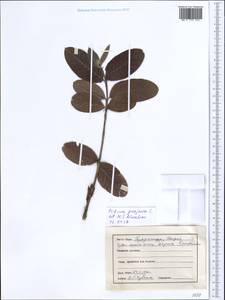 Psidium guajava L., South Asia, South Asia (Asia outside ex-Soviet states and Mongolia) (ASIA) (India)