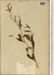 Polygonum, South Asia, South Asia (Asia outside ex-Soviet states and Mongolia) (ASIA) (Japan)