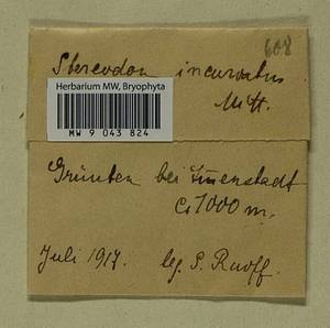 Homomallium incurvatum (Schrad. ex Brid.) Loeske, Bryophytes, Bryophytes - Western Europe (BEu) (Germany)