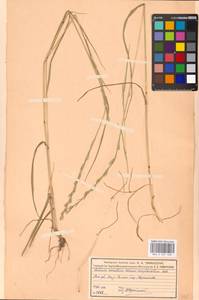 Lolium remotum Schrank, Eastern Europe, Moscow region (E4a) (Russia)
