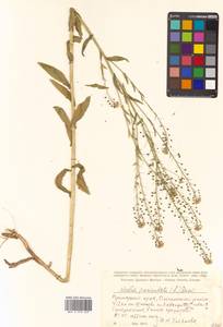 Neslia paniculata (L.) Desv., Siberia, Russian Far East (S6) (Russia)