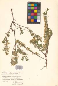 Spiraea hypericifolia L., Eastern Europe, Eastern region (E10) (Russia)