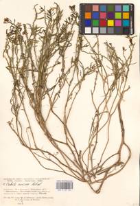 Cakile maritima Scop., Eastern Europe, South Ukrainian region (E12) (Ukraine)