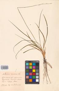 Anthericum ramosum L., Eastern Europe, Lithuania (E2a) (Lithuania)