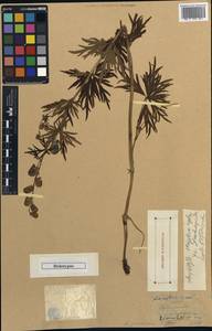 Aconitum ambiguum subsp. baicalense (Turcz. ex Rapaics) Vorosch., Siberia, Western Siberia (S1) (Russia)