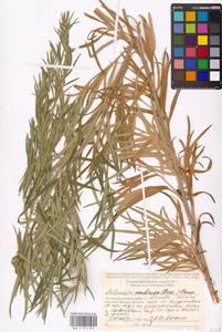 Artemisia umbrosa Turcz. ex DC., Eastern Europe, Moscow region (E4a) (Russia)