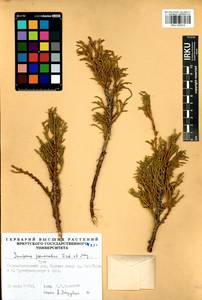 Juniperus pseudosabina Fisch. & C.A.Mey., Siberia, Altai & Sayany Mountains (S2) (Russia)