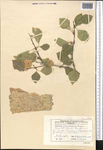 Betula tianschanica Rupr., Middle Asia, Western Tian Shan & Karatau (M3) (Kyrgyzstan)