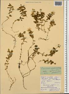 Cerastium undulatifolium Somm. & Levier, Caucasus, North Ossetia, Ingushetia & Chechnya (K1c) (Russia)