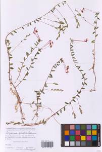 Vaccinium oxycoccos L., Eastern Europe, Moscow region (E4a) (Russia)