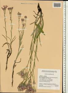 Jurinea multiflora (L.) B. Fedtsch., Eastern Europe, Lower Volga region (E9) (Russia)