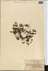 Stephanocaryum olgae (B. Fedtsch.) Popov, Middle Asia, Western Tian Shan & Karatau (M3) (Kyrgyzstan)