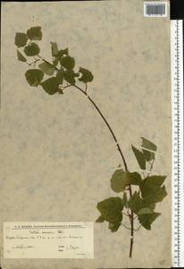 Betula pendula Roth, Eastern Europe, Lower Volga region (E9) (Russia)