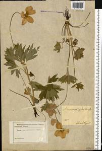 Anemone sylvestris L., Eastern Europe, South Ukrainian region (E12) (Ukraine)