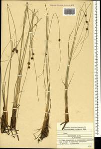 Scirpoides holoschoenus (L.) Soják, Crimea (KRYM) (Russia)