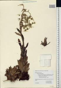 Sempervivum ruthenicum Koch ex Schnittsp. & C. B. Lehm., Eastern Europe, Central region (E4) (Russia)