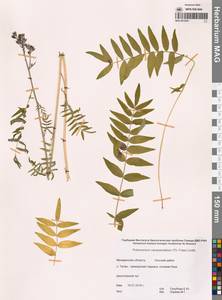 Polemonium campanulatum (Th.Fr.) Th.Fr., Siberia, Chukotka & Kamchatka (S7) (Russia)