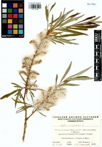 Salix viminalis L., Siberia, Baikal & Transbaikal region (S4) (Russia)