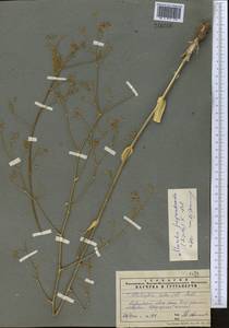 Galagania fragrantissima Lipsky, Middle Asia, Western Tian Shan & Karatau (M3) (Kazakhstan)