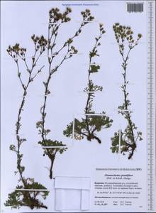 Chamaerhodos grandiflora (Pall. ex Schult.) Bunge, Siberia, Baikal & Transbaikal region (S4) (Russia)