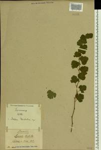 Spiraea trilobata L., Eastern Europe, North Ukrainian region (E11) (Ukraine)