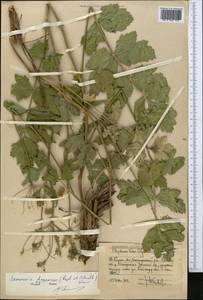 Semenovia dasycarpa (Regel & Schmalh.) Korovin ex Pimenov & V. N. Tikhom., Middle Asia, Western Tian Shan & Karatau (M3) (Uzbekistan)