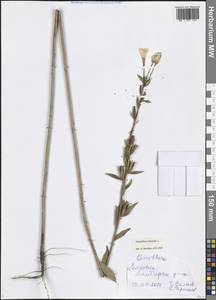 Oenothera biennis L., Eastern Europe, Middle Volga region (E8) (Russia)