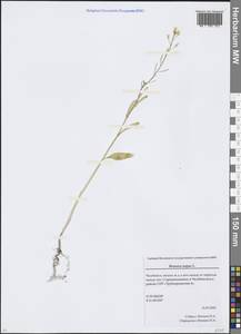 Brassica napus L., Eastern Europe, Eastern region (E10) (Russia)
