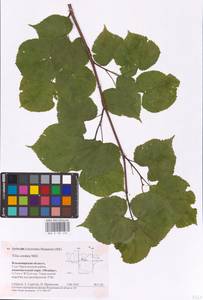 Tilia cordata Mill., Eastern Europe, Central region (E4) (Russia)