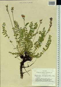 Oxytropis campanulata Vassilcz., Siberia, Altai & Sayany Mountains (S2) (Russia)