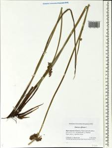 Juncus effusus L., Eastern Europe, Central forest region (E5) (Russia)