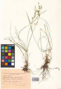 Festuca rubra L., Eastern Europe, West Ukrainian region (E13) (Ukraine)