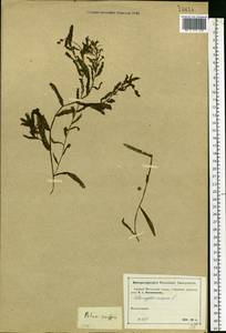 Potamogeton crispus L., Eastern Europe, Moscow region (E4a) (Russia)