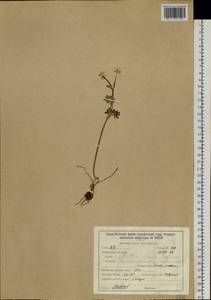 Callianthemum isopyroides (DC.) Witasek, Siberia, Baikal & Transbaikal region (S4) (Russia)