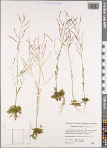 Arabidopsis lyrata subsp. lyrata, Siberia, Russian Far East (S6) (Russia)