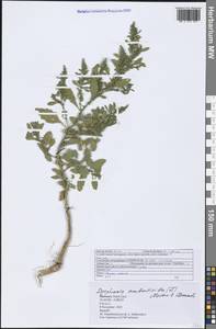 Dysphania ambrosioides (L.) Mosyakin & Clemants, Africa (AFR) (Morocco)