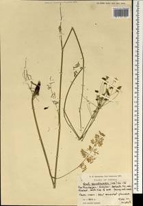 Gasparinia peucedanoides (M. Bieb.) Thell., South Asia, South Asia (Asia outside ex-Soviet states and Mongolia) (ASIA) (Iran)