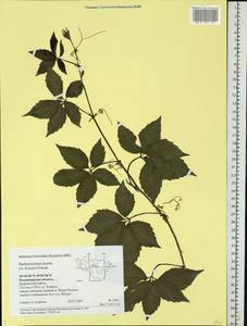 Parthenocissus inserta (A. Kern.) Fritsch, Eastern Europe, Central region (E4) (Russia)