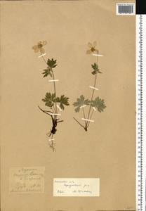 Anemone sylvestris L., Eastern Europe, Moscow region (E4a) (Russia)