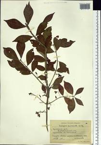 Euonymus alatus (Thunb.) Siebold, Siberia, Russian Far East (S6) (Russia)