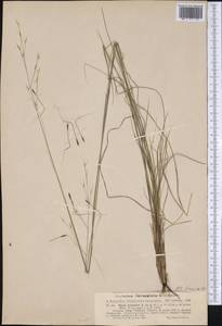Piptochaetium avenaceum (L.) Parodi, America (AMER) (United States)