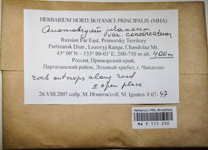 MW 9 111 232, Anomobryum concinnatum (Spruce) A. Jaeger, Bryophytes, Bryophytes - Russian Far East (excl. Chukotka & Kamchatka) (B20) (Russia)