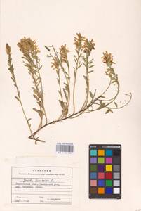 Genista tinctoria L., Eastern Europe, Central forest-and-steppe region (E6) (Russia)
