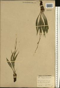 Pseudopodospermum hispanicum subsp. hispanicum, Eastern Europe, Eastern region (E10) (Russia)