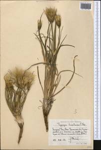 Tragopogon turkestanicus Nikitin, Middle Asia, Western Tian Shan & Karatau (M3) (Uzbekistan)