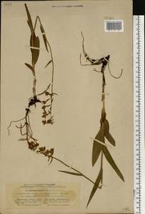 Epipactis palustris (L.) Crantz, Eastern Europe, North Ukrainian region (E11) (Ukraine)